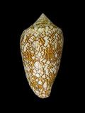 中文名(學名):織錦芋螺( <i>Conus textile</i> )