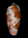 中文名(學名):鬱金香芋螺( Conus tulipa )