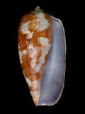 中文名(學名):鬱金香芋螺(  i Conus tulipa /i  )