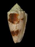 中文名(學名):雲朵芋螺(  i Conus varius /i  )