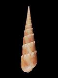 中文種名:花牙筍螺
