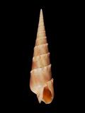 中文種名:花牙筍螺學名:Terebra crenulata俗名:花牙筍螺俗名（英文）:花牙筍螺