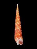 中文種名:紅筍螺學名:Terebra dimidiata俗名:紅筍螺俗名（英文）:紅筍螺