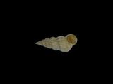 中文名(學名):小海螄螺(  i Gyroscala lamellosa /i  )