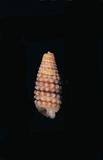 中文名(學名):白疣左錐螺(  i Mastonia papillata /i  )