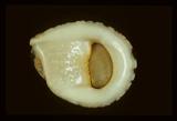 中文名(學名):漁舟蜑螺(  i Nerita albicilla /i  )中文俗名:畚箕螺、錦蜒螺英文俗名:Ox-palate Nerite