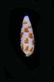 中文名(學名):鴛鴦左錐螺( <i>Mastonia quadrimaculata</i> )