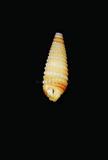 中文名(學名):白尾左錐螺( <i>Mastonia ustulata</i> )