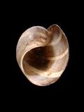 中文種名:三帶泡螺學名:Hydatina albocincta俗名:三帶泡螺俗名（英文）:三帶泡螺