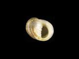 中文種名:扭腰蜑螺學名:Nerita helicinoides俗名:扭腰蜑螺俗名（英文）:扭腰蜑螺
