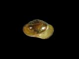 中文種名:琉球鱉甲蝸牛學名:Ovachlamys fulgens俗名:琉球鱉甲蝸牛俗名（英文）:琉球鱉甲蝸牛