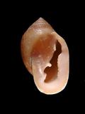 中文種名:鼬耳螺學名:Cassidula nucleus俗名:鼬耳螺俗名（英文）:鼬耳螺