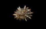 中文名(學名):黑松螺( Siphonaria atra )