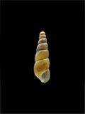 中文種名:原錐蝸牛學名:Subulina octona俗名:原錐蝸牛俗名（英文）:原錐蝸牛