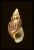 中文名(學名):非洲大蝸牛(  i Achatina fulica /i  )中文俗名:露螺英文俗名:Africa Landsnail