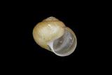 中文名(學名):台灣球蝸牛(  i Acusta plicosa /i  )