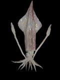 中文名(學名):台灣鎖管(  i Loligo chinensis /i  )中文俗名:透抽、小卷（幼體）、中卷（亞成體）英文俗名:Inshore squids