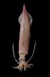 中文名(學名):尖鎖管(  i Loligo sibogae /i  )中文俗名:尖仔、小卷（幼體）英文俗名:siboga squid, Inshore squids