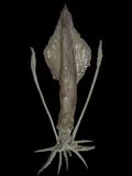 中文名(學名):斯里蘭卡鎖管(  i Loligo singhalensis /i  )英文俗名:Inshore squids