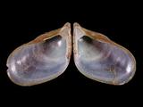中文名(學名):孔雀殼菜蛤(  i Septifer bilocularis /i  )英文俗名:Box Mussel