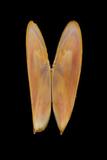 中文名(學名):枯葉櫻蛤( <i>Phylloda foliacea</i> )