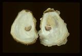 中文名(學名):長牡蠣(  i Crassostrea gigas /i  )中文俗名:牡蠣、蚵仔、蠔、大牡蠣英文俗名:Giant Pacific Oyster