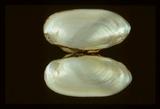 中文名(學名):石蚌(  i Unio douglasiae taiwanicus /i  )中文俗名:台灣池蚌、斧頭精、崎獨仔英文俗名:River mussel