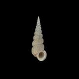 中文名(學名):粗紋海螄螺(  i Amaea percancellata /i  )