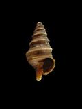 中文種名:白珠捲管螺學名:Gemmula monilifera俗名:白珠捲管螺俗名（英文）:白珠捲管螺