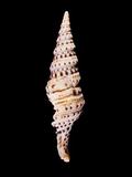 中文種名:巴比倫捲管螺