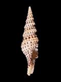 中文種名:巴比倫捲管螺學名:Turris babylonia俗名:巴比倫捲管螺俗名（英文）:巴比倫捲管螺