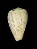中文名(學名):海綠芋螺( Conus glaucus )
