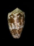中文名(學名):黑雲芋螺( Conus nigropunctatus )