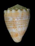 中文名(學名):麻斑芋螺( Conus abbreviatus )