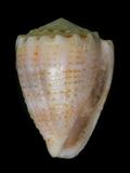 中文名(學名):麻斑芋螺(  i Conus abbreviatus /i  )英文俗名:Abbreviated Cone
