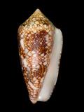 中文名(學名):虎斑芋螺(  i Conus canonicus /i  )英文俗名:Tiger Cone