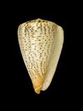 中文名(學名):沙漏芋螺(  i Conus suratensis /i  )英文俗名:Suratan Cone
