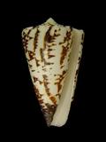中文名(學名):刺繡芋螺(  i Conus thalassiarchus /i  )