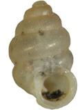 中文名(學名):高山台灣芝麻蝸牛(  i Diplommatina taiwanica montana /i  )