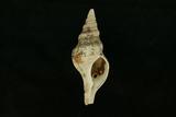 中文名(學名):光滑赤旋螺(  i Pleuroploca glabra /i  )英文俗名:Smooth Horse Conch