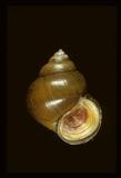 中文名(學名):圓田螺(  i Cipangopaludina chinensis /i  )中文俗名:田螺、石螺英文俗名:River snail, Pond snail, Chinese mystery snail, Chinese vivipara, tanisha, rice snail, Chinese apple snail, Asian apple snail