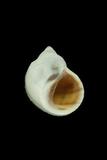 中文種名:台灣玉黍螺學名:Nodilittorina vidua俗名:台灣玉黍螺俗名（英文）:台灣玉黍螺