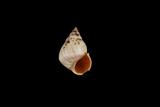 中文名(學名):草莓玉黍螺(  i Littoraria coccinea /i  )