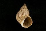 中文名(學名):粗紋玉黍螺(  i Littoraria scabra scabra /i  )