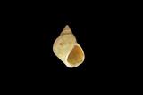 中文名(學名):波紋玉黍螺(  i Littoraria undulata /i  )