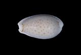 中文名(學名):玻芬寶螺( Cypraea boivinii )