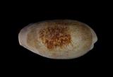 中文名(學名):清齒寶螺( Cypraea caurica )