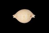 中文名(學名):繡珠寶螺( Cypraea cicercula )