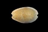 中文名(學名):腰斑寶螺( Cypraea erosa )