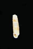 W(ǦW):Kɮ( Inella maxillaris )